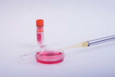 hücre kültür biyokimyasal testler.