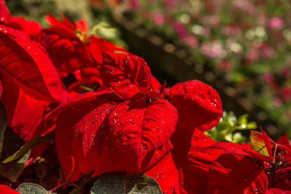 Poinsettia Diseño de planta. Poinsettias brillantes para la temporada de Navidad . — Foto de Stock