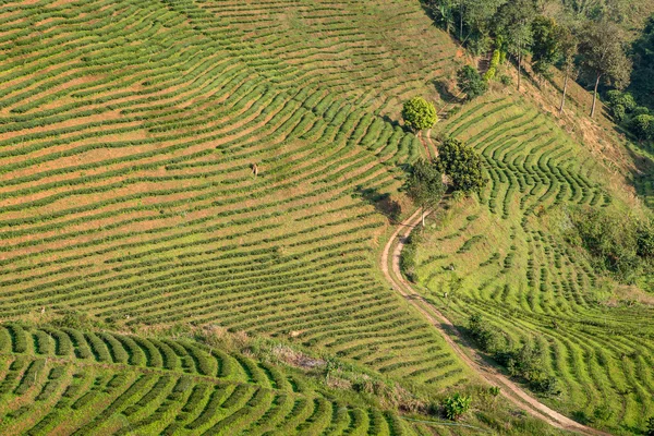 Tea plantations on sunset. Northern Thailand. — Stock Photo, Image