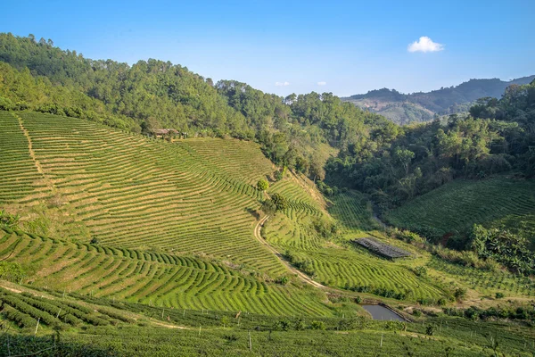 Plantations de thé au coucher du soleil. Nord de la Thaïlande. Triangle d'or . — Photo