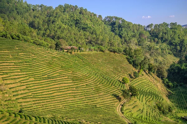 Tea plantations on sunset. Northern Thailand. Golden Triangle. — Stock Photo, Image
