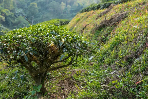 Arbustos de té al atardecer. Norte de Tailandia . —  Fotos de Stock