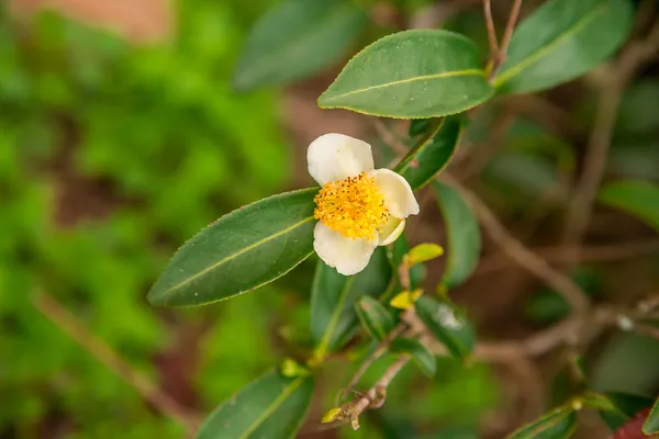 Fiori di tè e foglie fresche. Piantagioni di tè. Thailandia del Nord, Chiang Rai — Foto Stock