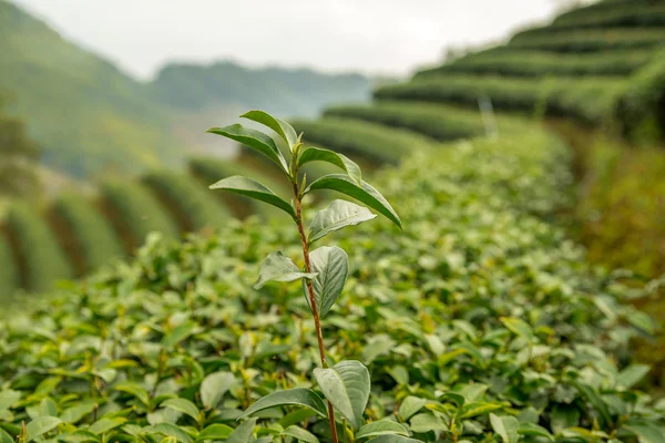 Green tea fresh leaves. Tea plantations. — Stock Photo, Image