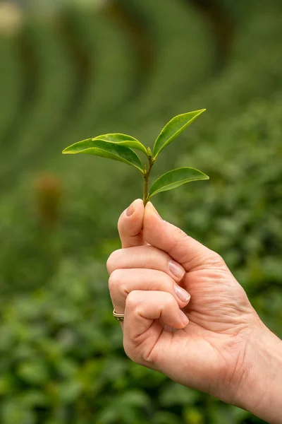 Green tea fresh leaves. Harvesting tea plantation. Thailand. Tea plantations. Northern Thailand, Chiang Rai — Stock Photo, Image