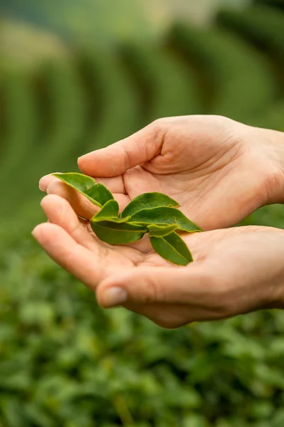 Tè verde foglie fresche. Raccolta di piantagioni di tè. Tailandia . — Foto Stock