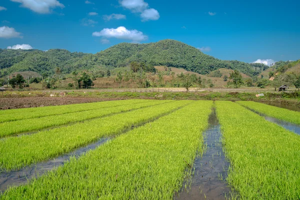 Sawah di Thailand utara . — Stok Foto