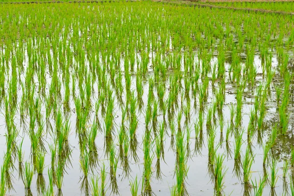 View of young rice that ready to growing in the rice field. — Stock Photo, Image