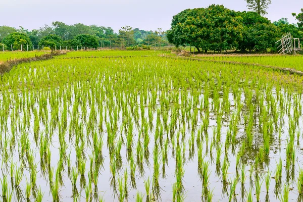 Landscape with young rice field, Northern Thailand, Chiang Rai province — Stock Photo, Image