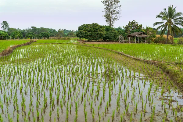 Landscape with young rice field, Northern Thailand, Chiang Rai province — Stock Photo, Image