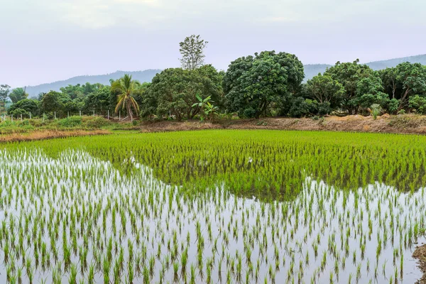 Vue de Jeune riz prêt à pousser dans la rizière . — Photo