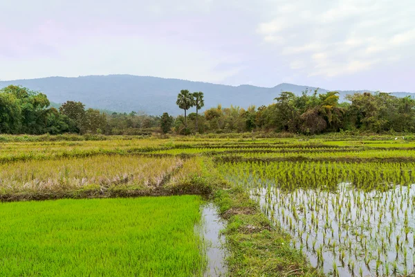 Vista del arroz joven que listo para crecer en el campo de arroz . —  Fotos de Stock
