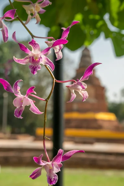 Розовая орхидея на заднем плане на руинах древнего храма, Вианг Кум Кам, Чиангмай — стоковое фото