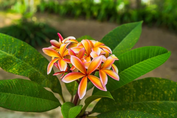 Ramo di bella plumeria rosa — Foto Stock