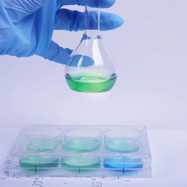 Biochemical research with cell culture, using 6-well plates — Stock Photo, Image