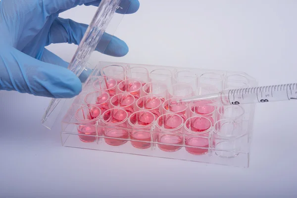 Trabalhando com culturas celulares no laboratório de biotecnologia — Fotografia de Stock