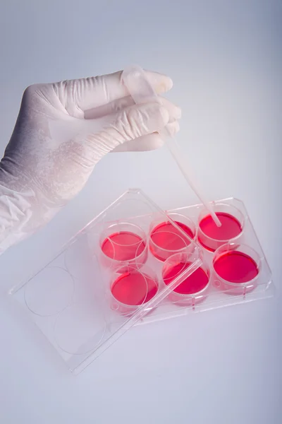 Cultivo celular de preparación para el análisis. Placa plástica para investigación bioquímica . — Foto de Stock