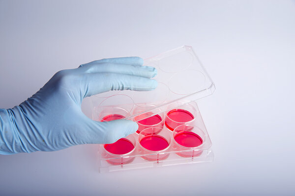Cultivation cell culture in sterile box.
