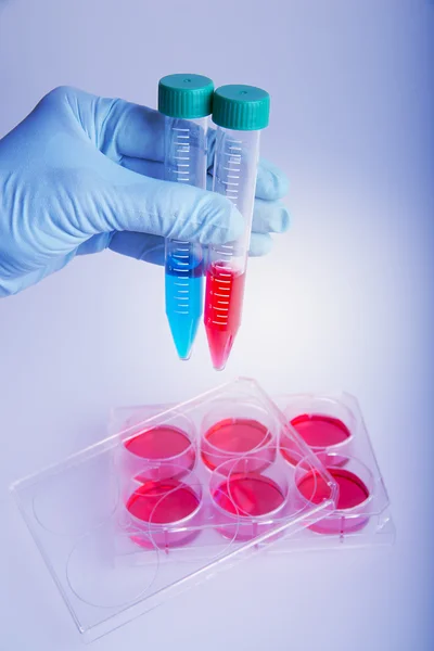 Hodowla komórkowa analizy fluorescencyjne. Płyta z tworzywa sztucznego dla badań naukowych. — Zdjęcie stockowe