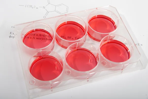 Sejttenyészet fluoreszkáló elemzésére. műanyag lemez, a tudományos kutatás. — Stock Fotó