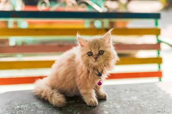 Cat at Wat arun temple, Bangkok Thailand — Stock Photo, Image