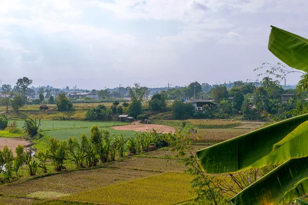 Paysage villageois avec rizières et bananiers . — Photo