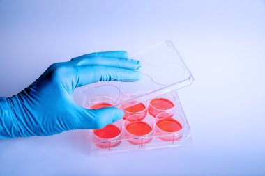 6-şey plaka kullanılarak Laboratuvarı, çalışan bilim adamı. biyokimyasal araştırma için plastik levha.