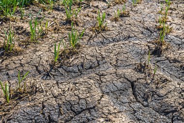 Kuru kara yeşil lahanası