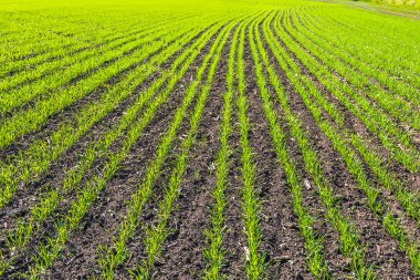 güneşli bir gün genç buğday alanında satır