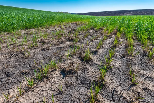 Paesaggio con filari sul campo di grano giovane, giornata di sole — Foto Stock