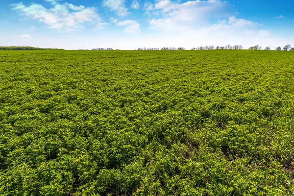 Paesaggio con file sul campo di trifoglio, giornata di sole — Foto Stock