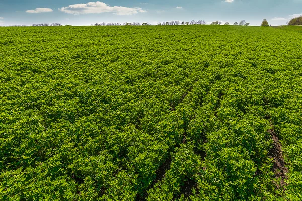 Paesaggio con file sul campo di trifoglio, giornata di sole — Foto Stock