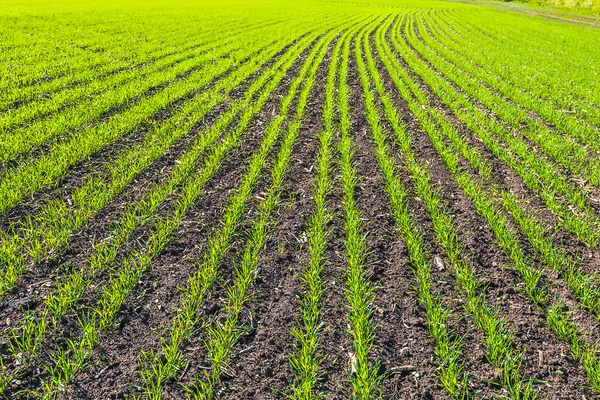 Righe di campo di grano giovane in giorno soleggiato — Foto Stock