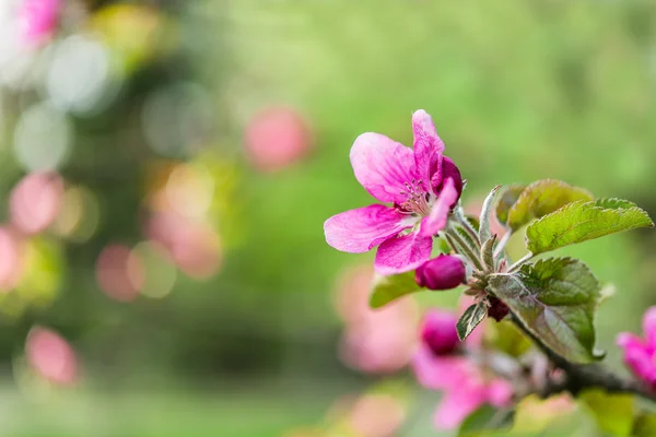 Branches florales printanières de pommier — Photo