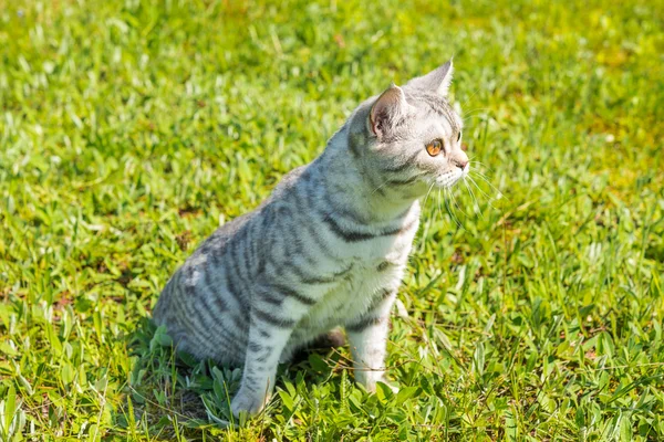 Кошка на прогулке по зеленой траве . — стоковое фото