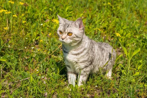 Cat walking on grass and hunts — Stock Photo, Image