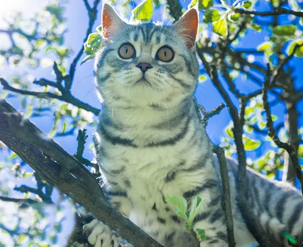 Cat on a flowering tree — Stock Photo, Image