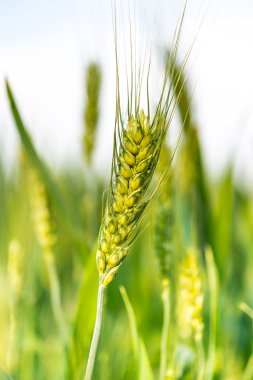 Yeşil spikelet buğday alanında, makro