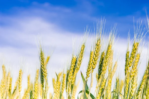 Spikelets van de tarwe op het veld op blauwe hemel — Stockfoto