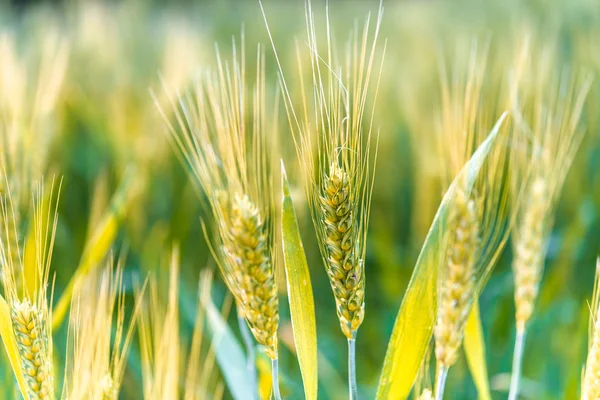 Weizenfeld im Sonnenlicht, die Ernte — Stockfoto