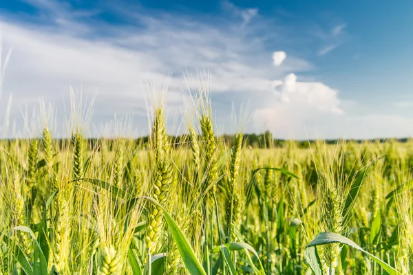Zelený klásky pšenice na pole na modré obloze — Stock fotografie