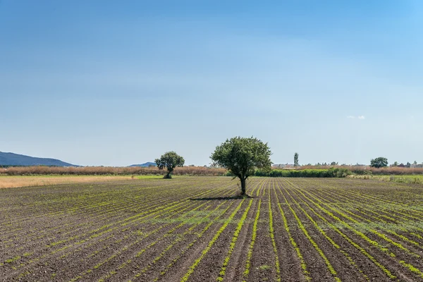 Boom in een veld - typisch Turkse landschap in de zomer — Stockfoto