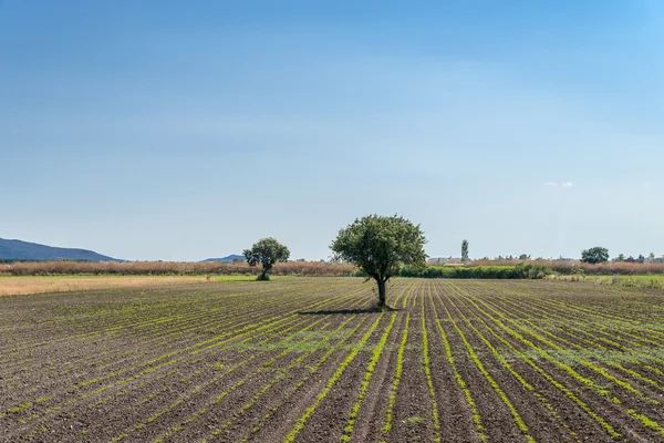 Arbre dans un champ - paysage typiquement turc en été — Photo