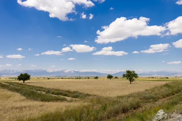 Paesaggio con campi di grano e cielo nuvoloso, Turchia — Foto Stock