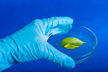 bir petri bitki ile tutan bilim adamı