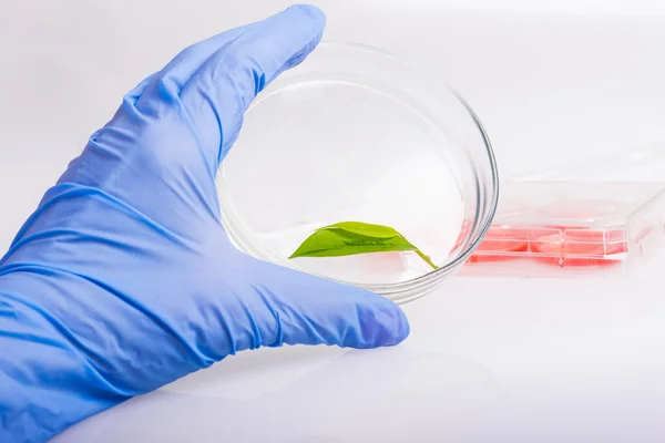 Mão enluvada segure a placa de Petri com análise bioquímica da planta . — Fotografia de Stock
