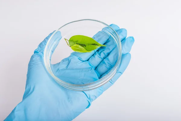 Mão de luva segurar a placa de Petri com planta — Fotografia de Stock