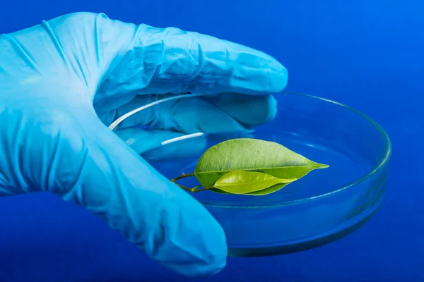 Mão de luva segurar a placa de Petri com planta . — Fotografia de Stock