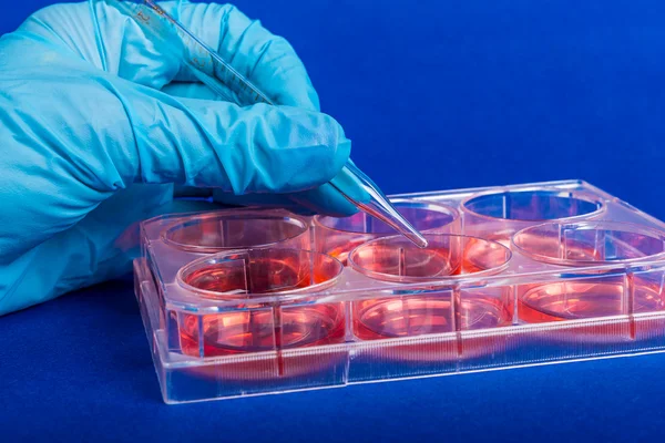 eldivenli elini tutun analizler için pipet. bilimsel araştırma için plastik laboratuvar donatımı.