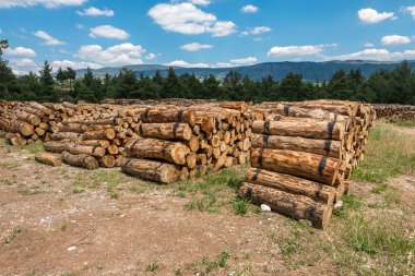 ahşap hasat bir ormanda günlükleri